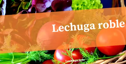 lechuga