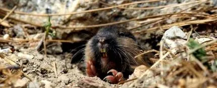 gopher