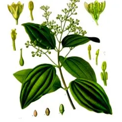 fahéj ceylon-cinnamomum
