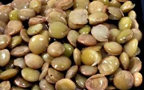 kalória