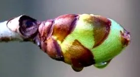 flexológus