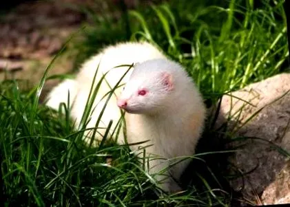 Mustela putorius