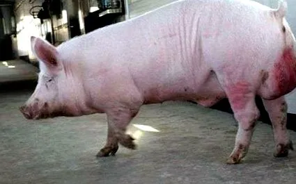 mistreților