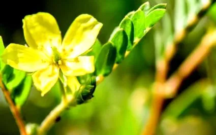 natura