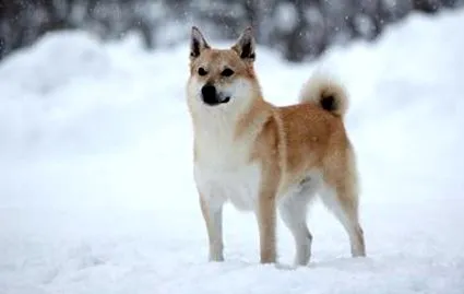 câine