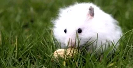 hamsterul