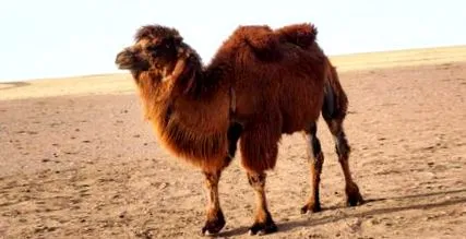 camelus