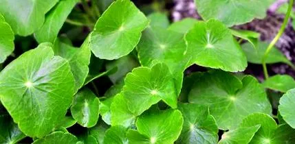 centella