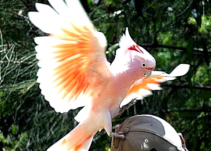 totul