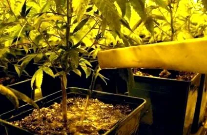 kannabisz kannabisz