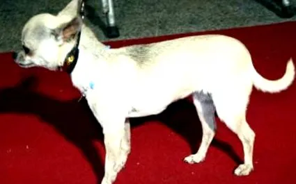 chihuahua