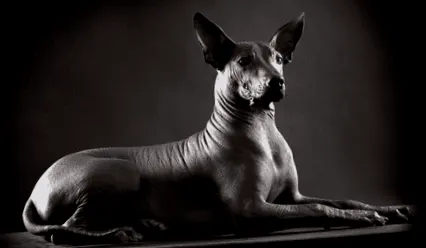 xoloitzcuintle