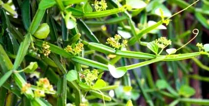 cissus