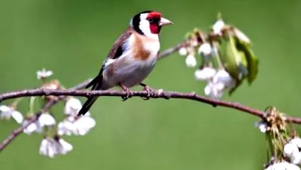 aranypinty