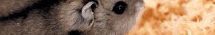kell