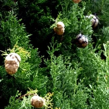 cypress cypress