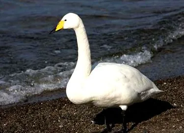 whooper