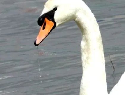 cygnus cygnus