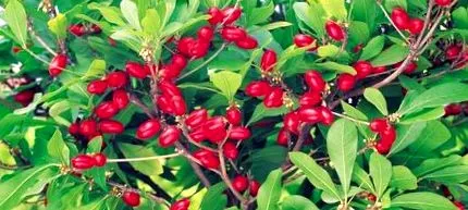 fructul