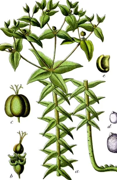 euphorbia