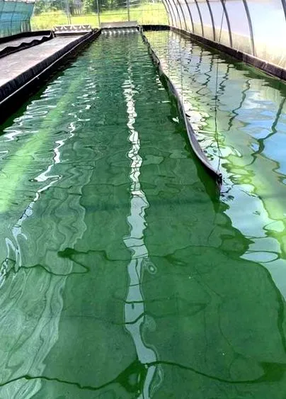 інокулююча