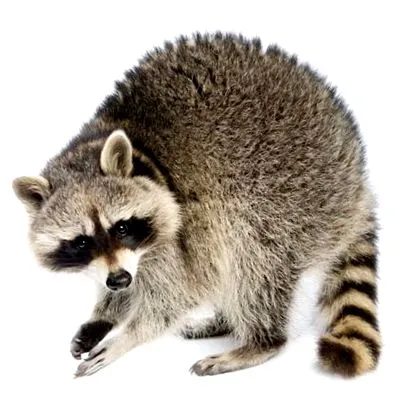 raton