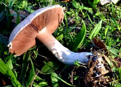 agaricus