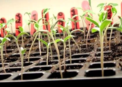 germinarea germinarea