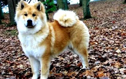 eurasian veterinar