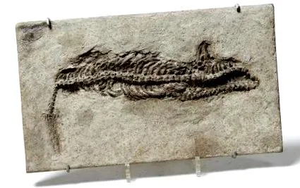 mesosaurus
