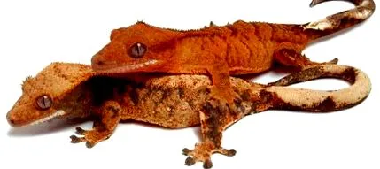hetente egyszer