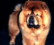 chow