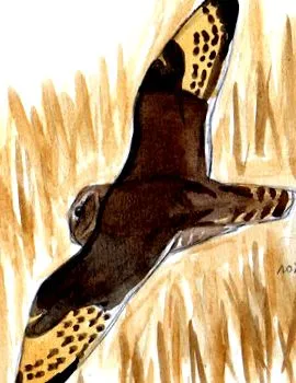 capensis