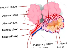 klinikai hemoptysis esetén