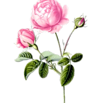 vegetal
