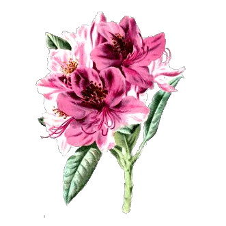 rododendron