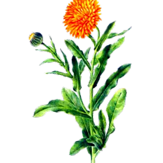 vegetal