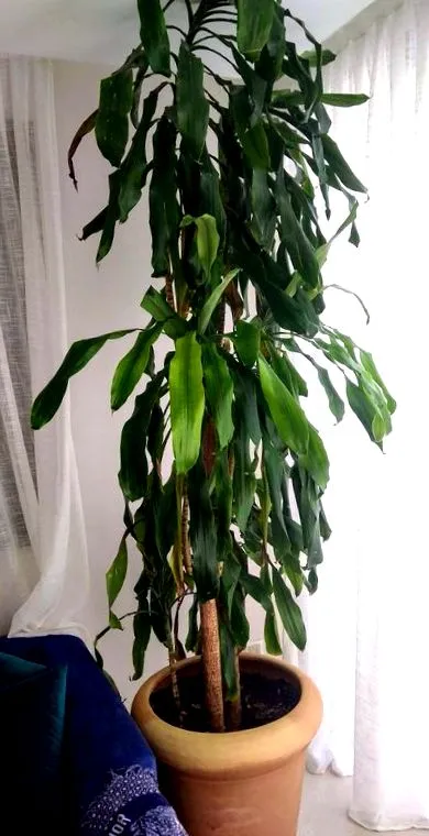 dracaena