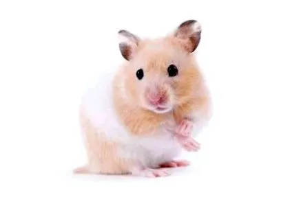 hamster