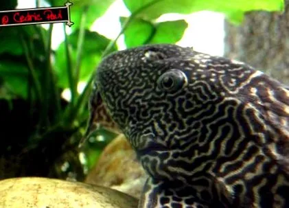 plecostomus