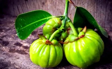 cambogia