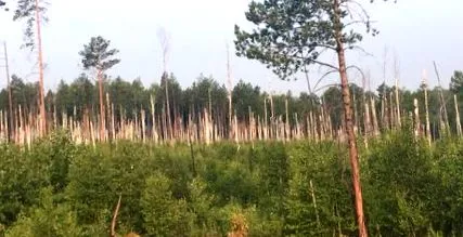 nizhneudinsk