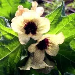 gyógyszer figyelemre