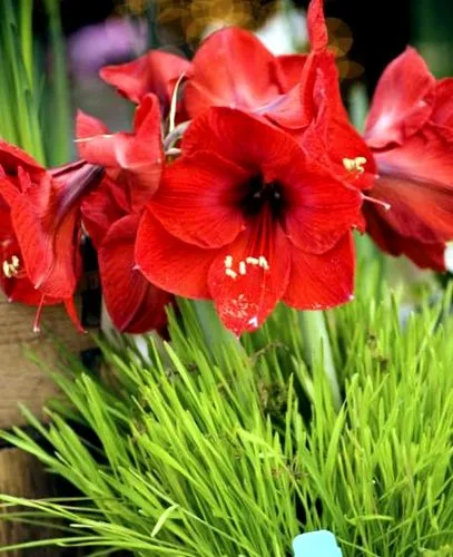 amaryllis