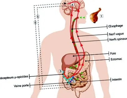 proteinelor