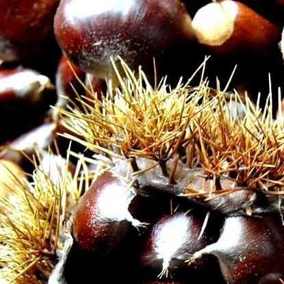 castanele unui