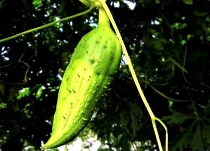 caigua