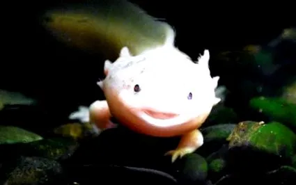 animal