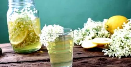 kombucha