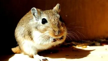 gerbil